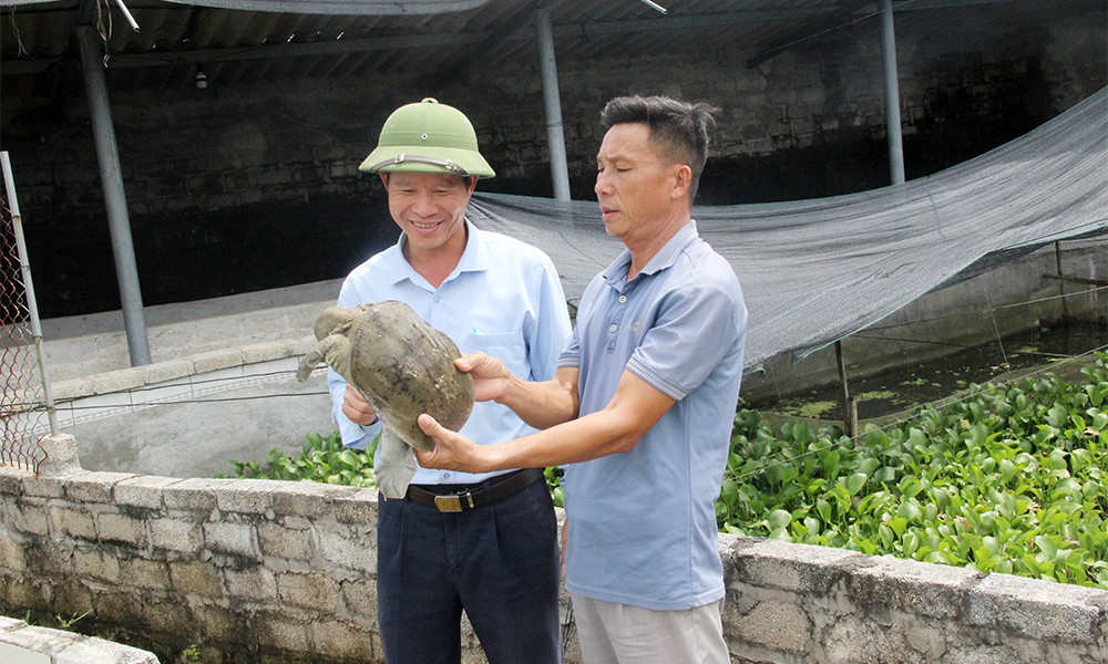 High-tech agricultural production promotes new style rural building in Bac Giang 